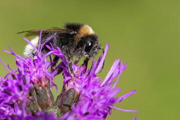 Eine Keusche Kuckuckshummel ist übersäht mit weißen Pollenflecken