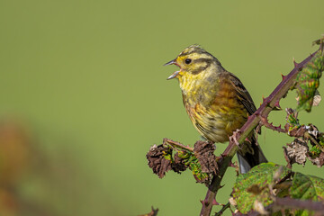 Goldammer auf Brombeerstrauch