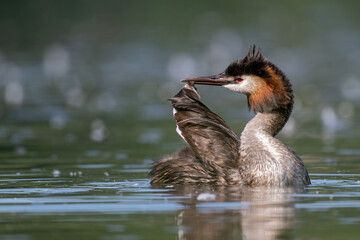 Haubentaucher bei der Gefiederpflege