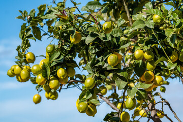 Lush Lemon Tree Under a Blue Sky