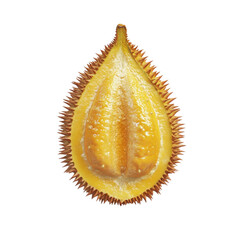 Durian fruit creamy yellow flesh exotic tropical sweet treat