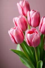 Fototapeta premium Pink tulips arranged artfully, soft focus background, background, february, holiday