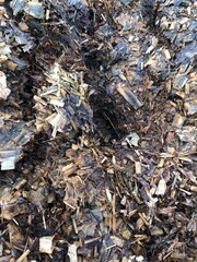 Close up of rotting maize silage on a dairy farm in North Yorkshire, England, United Kingdom. This is due to poor consolidation and air-tight sealing