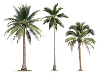 Palm trees in tropical landscape during daylight