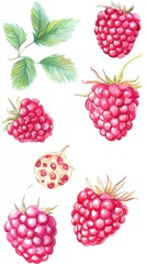 Watercolor Raspberries and Leaves: A Fresh and Vibrant Illustration