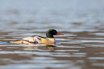 Gänsesäger auf einem See