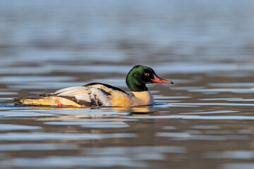 Gänsesäger auf einem See