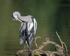 Graureiher bei der morgendlichen Gefieferpflege