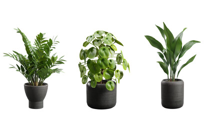 Indoor Exotic Plants Decoration Transparent Background