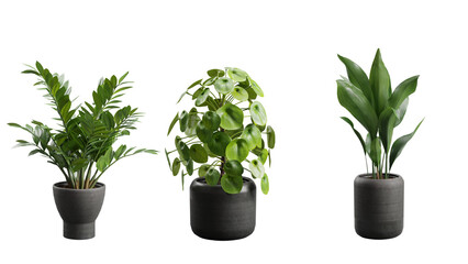 Fototapeta premium Indoor Exotic Plants Decoration Transparent Background