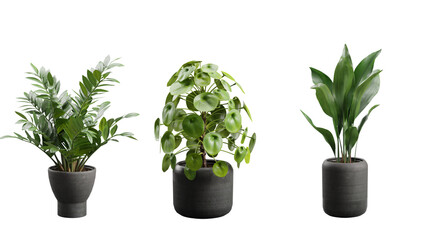 Indoor Exotic Plants Decoration Transparent Background