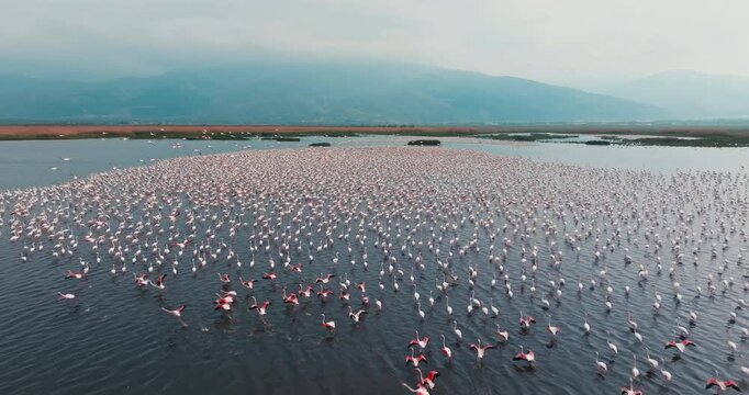 The visual feast created by thousands of flamingos in Lake Eber reflects the fascinating atmosphere of nature accompanied by the foggy mountain view. Drone flies over the flamingos.