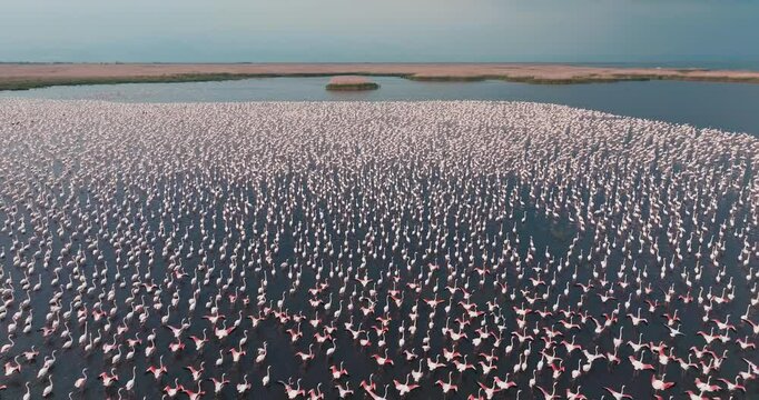 Lake Eber is a meeting point for thousands of migrating flamingos. The drone shows the flamingos' synchronized movements and preparations for their migration journey.