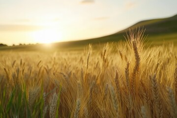 Obraz premium Golden barley fields at sunrise in a warm summer landscape