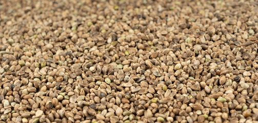 Hemp seeds, cannabis grains, marijuana kernels, oil hempseeds pile