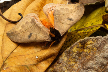 Uma mariposa morta sobre uma porção de folhas velhas e secas.