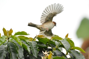 Gorrión alzando vuelo 