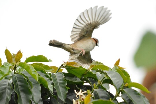Gorri&oacute;n alzando vuelo 