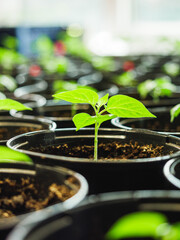 Planting Hope Hands Nurturing Seedlings