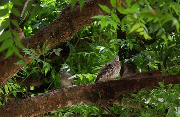 Pombinha Columbina Talpacoti