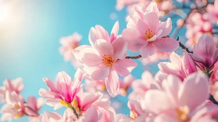 Delicate Pink Magnolia Blossoms In Spring Sunlight