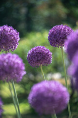 Purple Giant Onion, Allium giganteum in green garden. Nature, vibrant flora, pollinator attraction, seasonal blooms, biodiversity enhancement, rural plants, gardening and cultivation
