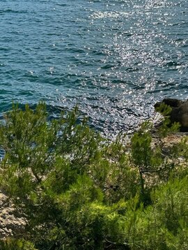 Pine trees on sea shore. 