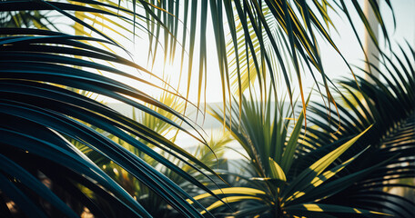 Obraz premium Tropical Palm Leaves at Sunset