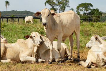 Um pequeno grupo de animais de um rebalho de bovinos no pasto.