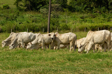 Um grupo de bovinos de um rebanho no pasto de uma fazenda.