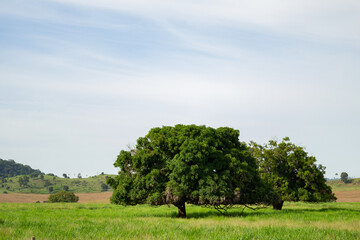 Paisagem de uma fazenda no interior do Brasil, com uma &aacute;rvore frondosa no meio de um pasto em dia claro e de c&eacute;u azul.