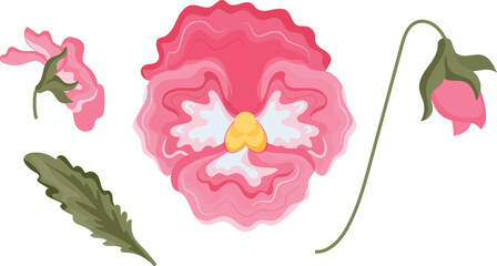 set of icons of various pink pansy buds and green leaves, for various designs