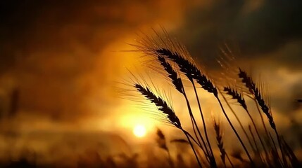 Silhouette of wheat stalks against a beautiful sunset background