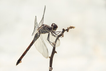 Uma libélula tomando sol empoleirada em um galho com fundo claro desfocado.