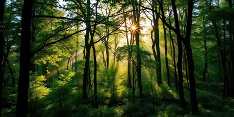 Fototapeta premium Misty green forest, sunlight filtering through dense canopy, dark, serene