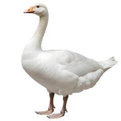 Obraz premium White domestic goose on clear transparent background cut out