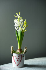 White flowering hyacinth of the White Pearl grade in cute flower pot close-up