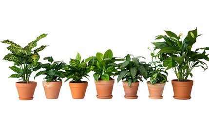 Fototapeta premium Various potted plants lined up on a white background. PNG