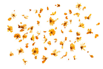 Multiple Orange Chrysanthemum Flowers and Petals Falling on a Transparent Background, PNG