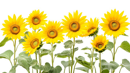 Obraz premium Bright yellow sunflowers in full bloom cut out on white background. PNG