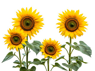 Fototapeta premium Bright yellow sunflowers in full bloom cut out on white background. PNG