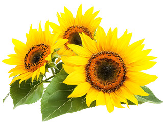 Obraz premium Bright yellow sunflowers in full bloom cut out on white background. PNG