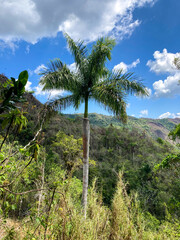 Fototapeta premium Majestic palm tree under a bright blue sky, overlooking a green and mountainous landscape