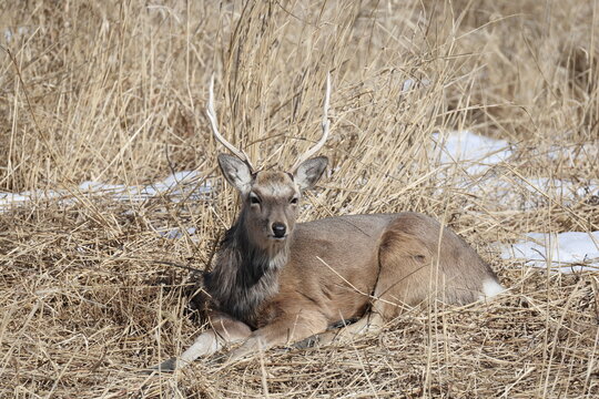 Hokkaido Sika Deer (Cervus nippon yesoensis) in Hokkaido, Japan