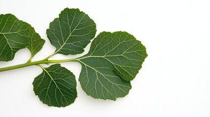 Fototapeta premium Close-up Photography of Vibrant Green Leaves on White Background
