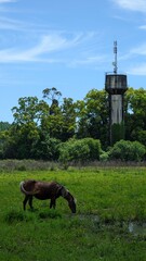 Fototapeta premium A tranquil and serene rural scene showcases a grazing horse alongside a telecom tower amidst lush, vibrant greenery