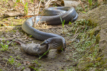 Serpiente Cazadora Colombiana