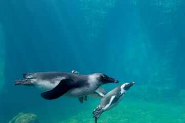 penguins in aquarium