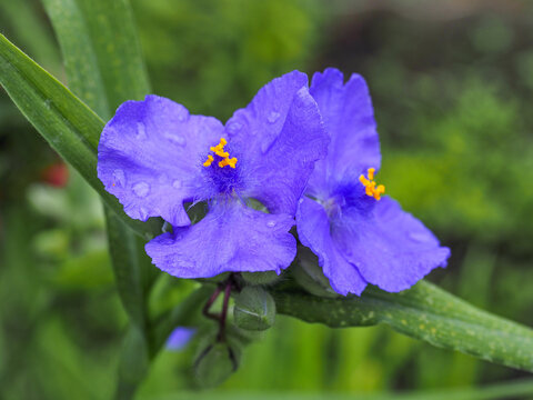 Violet flowers with buds, close up. Tradescantia commonly known as bluejacket or  western spiderwort, is an herbaceous, flowering plant in the family Commelinaceae.