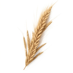 ears of wheat